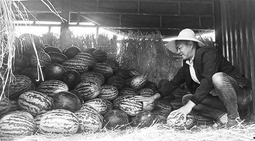 平江吃瓜群众事件视频,一场网络舆论的风暴与反思