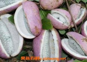 摘八月瓜吃的视频播放,跟随视频一起体验摘瓜乐趣