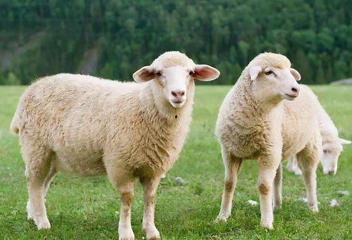 羊可以吃哈密瓜吗视频,揭秘羊与哈密瓜的奇妙搭配