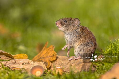 田里田鼠吃田瓜视频,田瓜成美食盛宴