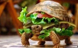 插刀龟吃瓜视频,揭秘娱乐圈幕后真相